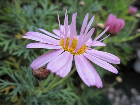 マーガレット クローズアップ マーガレット クローズアップの写真