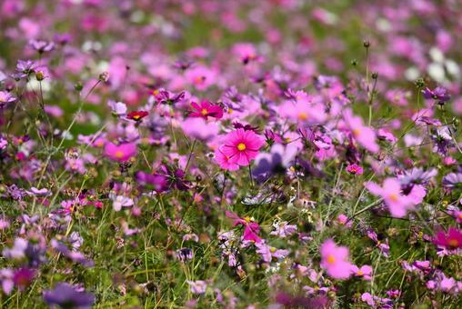 コスモス コスモス,秋,赤いコスモスの写真素材