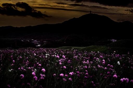 <素材>夕暮れのコスモス畑の風景 <素材>夕暮れのコスモス畑の風景 コスモス,コスモス畑,秋桜の写真素材