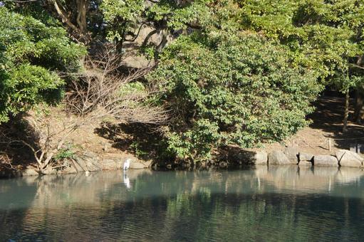 池 池,公園,木々の写真素材