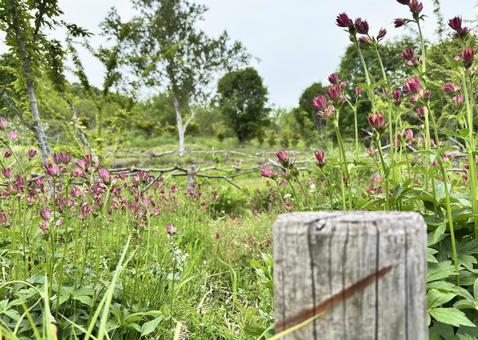 Photo, flower, astrantia, early summer, 
