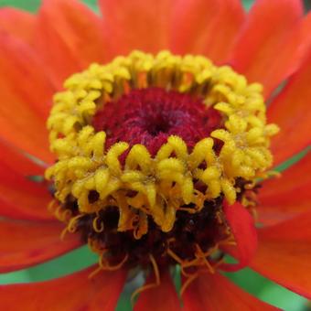 Zinnia elegans, JPG