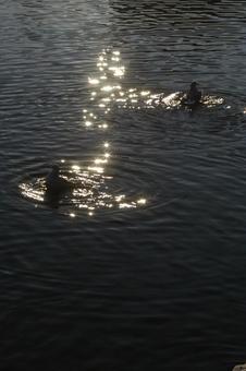 水反射 水反射の写真