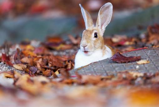 The rabbits of Okunoshima, JPG The rabbits of Okunoshima, JPG