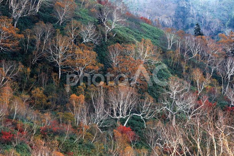 深まりゆく秋の栂池高原 自然,風景,季節の写真素材