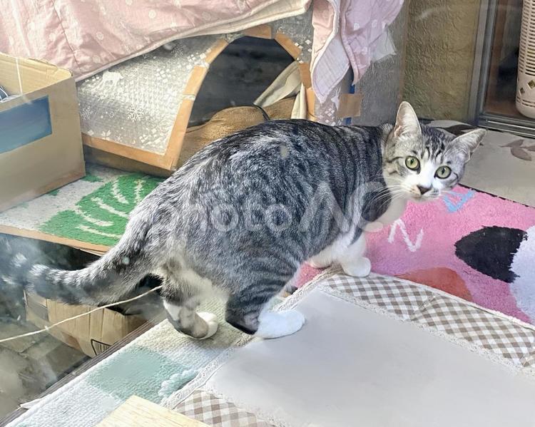 振り返るサバ白猫さま 猫,可愛い,サバシロの写真素材