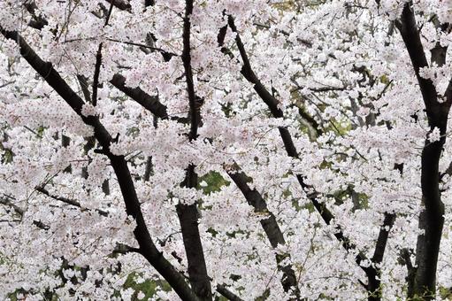さくら桜_20 さくら桜_20の写真