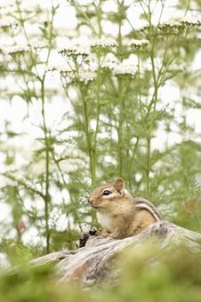 シマリスの写真