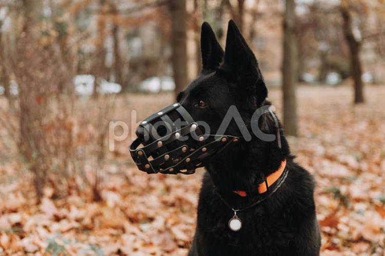 マズルガードをした警察犬のシェパード シェパード,犬,首輪の写真素材