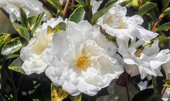 ちゃめ 山茶花,花,flowerの写真素材