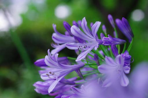 アガパンサス　紫君子蘭　紫の花 アガパンサス,紫君子蘭,紫の花の写真素材