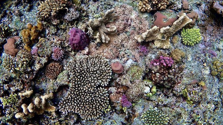沖縄県慶良間諸島の珊瑚礁が豊富な海 サンゴ礁,サンゴ,珊瑚の写真素材
