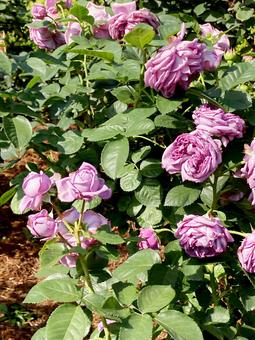 バラ バラ バラ,ローズ,花びらの写真素材