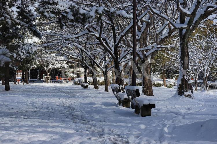 樹々やベンチにの雪が積もっている公園 樹々,ベンチ,雪の写真素材