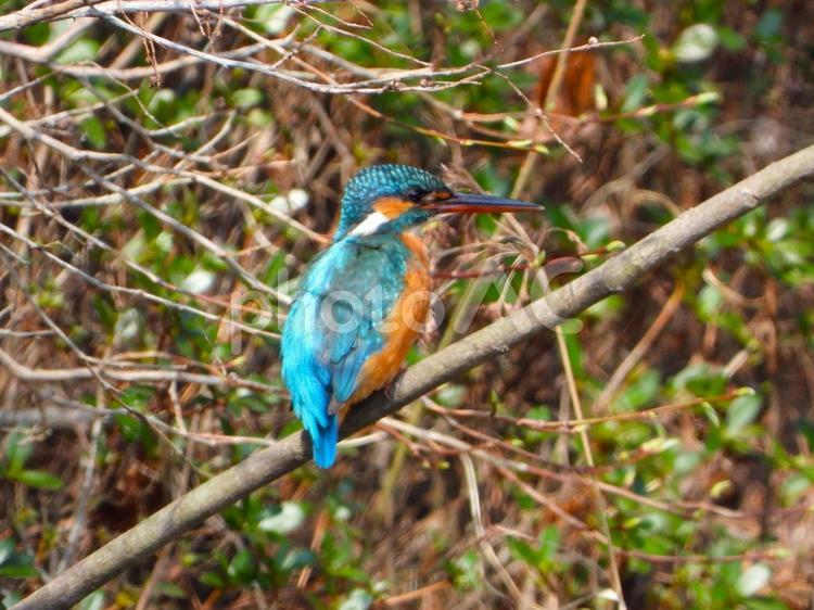 茂みの前の白い枝にとまるカワセミ カワセミ,野生,屋外の写真素材