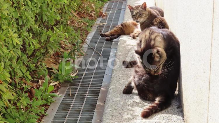 壁際に陣取って寛ぐ3匹のもふもふ猫様たち 猫,キジトラ,仲間の写真素材