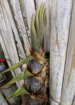 育ったタケノコ 育ったタケノコ タケノコ,竹,竹林の写真素材