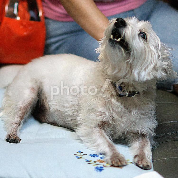 ホワイトテリア　チビタ294　何？ ホワイトテリア,愛犬,ペットの写真素材