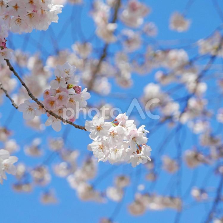 月並みな桜の画像ですが、垂直下からパチリ！ 桜,さくら,サクラの写真素材