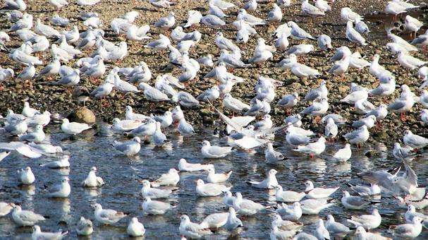 沼津市西浦木負の河口付近に飛来した渡り鳥 海,秋,冬の写真素材