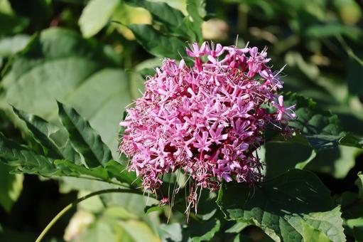 ピンク色のボタンクサギの花のアップ ピンク色,ボタンクサギ,花の写真素材