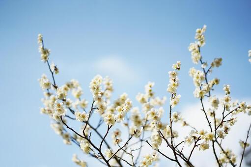 青空と白い梅 青空と白い梅の写真