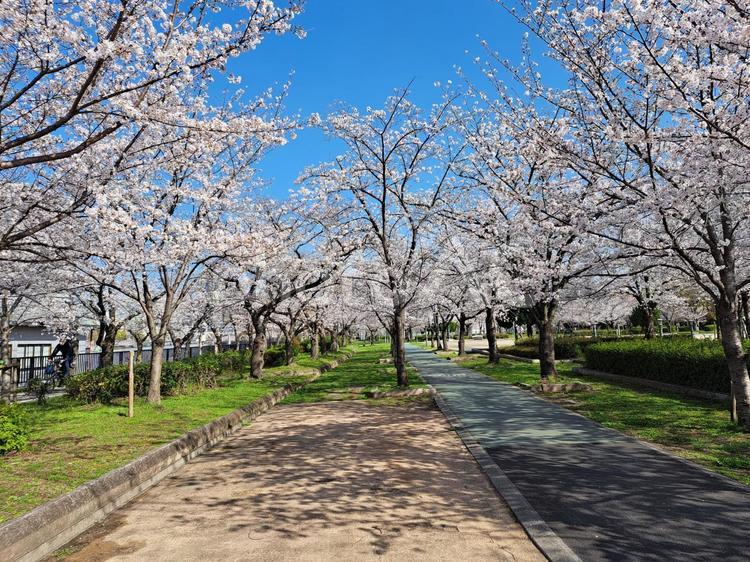 大阪市の桜ノ宮大川の桜 春,４月,サクラの写真素材