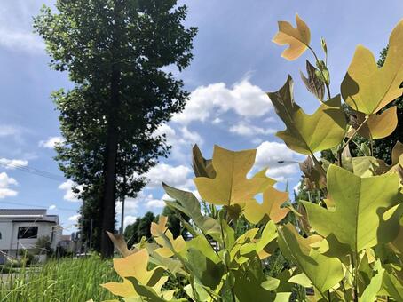 ユリノキの苗木のグラデーション ユリノキ,苗木,グラデーションの写真素材