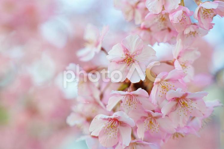 満開の河津桜　春の訪れ 春,桜,河津桜の写真素材