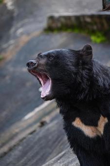 熊の咆哮の写真