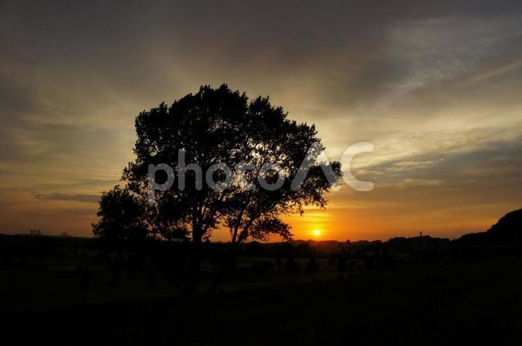 夕焼けの木 木,太陽,雲の写真素材