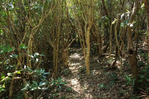 由良岬灯台と由良岬御所跡への道 由良岬灯台と由良岬御所跡への道の写真