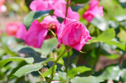 薔薇 ディムカズコ 薔薇 ディムカズコ 薔薇,ディムカズコ,ピンクの写真素材