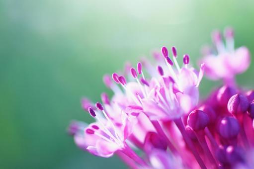 Summer blooming buttonwort flowers, JPG