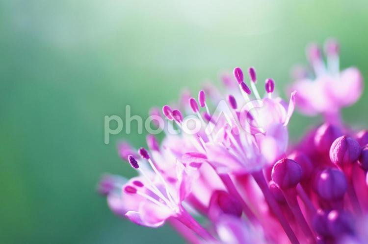 夏に咲くボタンクサギの花 花,ボタンクサギ,植物の写真素材