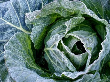 冬キャベツ 冬キャベツ 冬キャベツ,キャベツ,冬野菜の写真素材