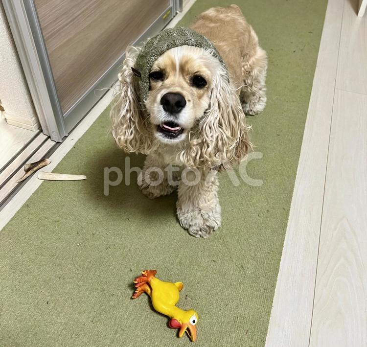 暴れた後のアメコカ 犬,遊ぶ,おもちゃの写真素材