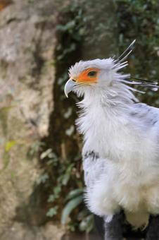 ヘビクイワシ ヘビクイワシの写真
