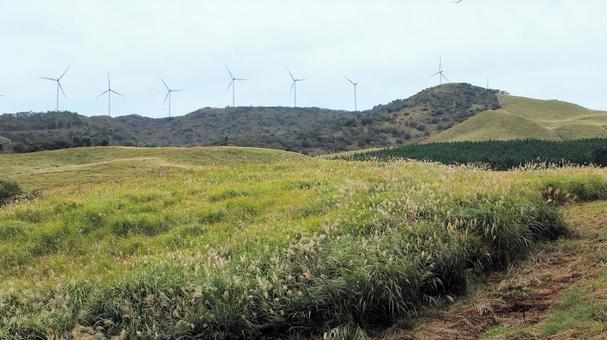 稲取細野高原のすすき野原　7 稲取細野高原,ススキ,秋の写真素材