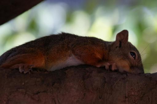 リス(アツイ~) リス(アツイ~) リス,動物園,ニホンリスの写真素材
