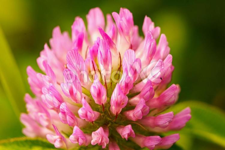 ピンクのツメクサ 花,植物,自然の写真素材