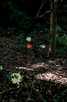 光に導かれる孤高 光に導かれる孤高 彼岸花,曼珠沙華,植物の写真素材