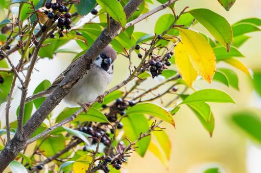 スズメの若鳥(26)の写真