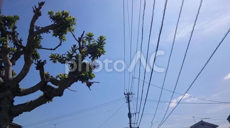 木と電線のコラボ  エネルギー,シルエットで映す,パワーの写真素材