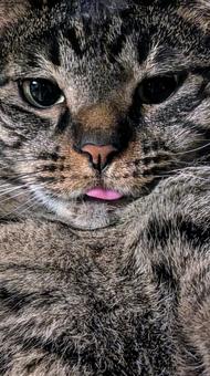 サバトラねこ　舌ペロ サバトラ,ねこ,舌の写真素材