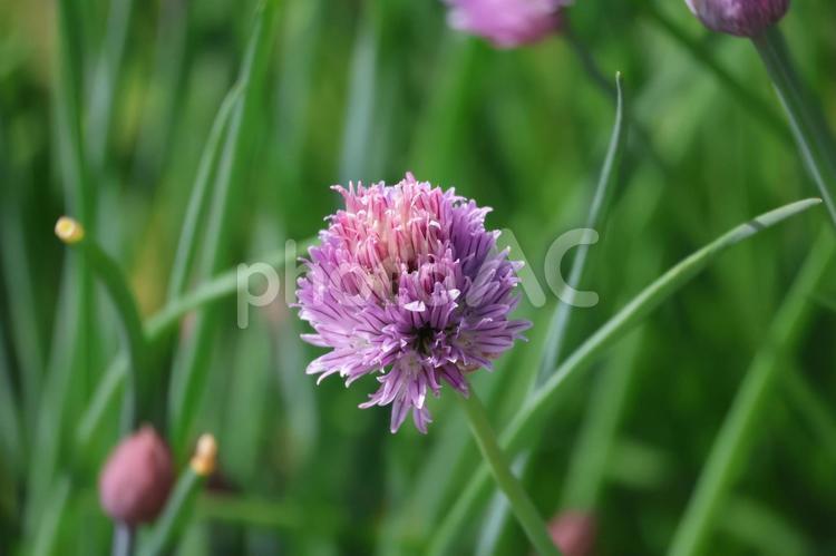 ピンクの花びらのチャイブの花のアップ ピンク,花びら,チャイブの写真素材