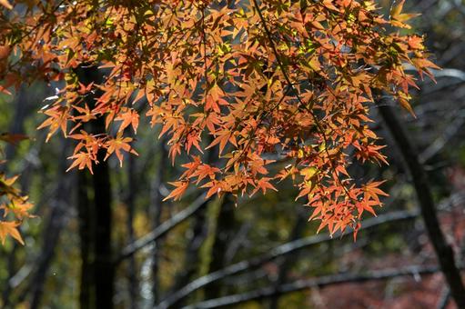 色づく紅葉は秋の風景の写真