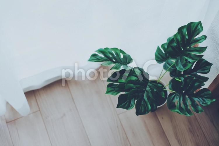 室内に置かれた観葉植物 家,カーテン,窓の写真素材