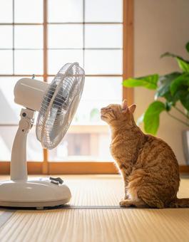 夏・扇風機で涼む猫 夏・扇風機で涼む猫の写真