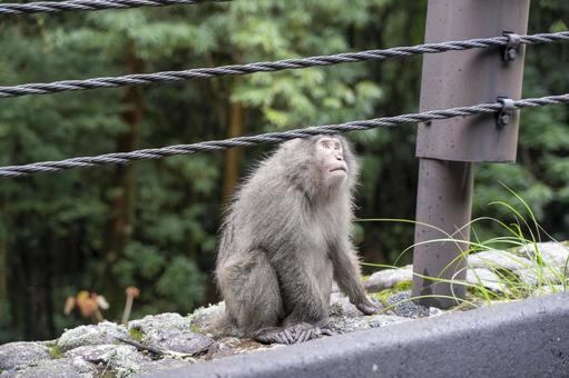 屋久島　野性の猿 屋久島,猿,世界自然遺産の写真素材